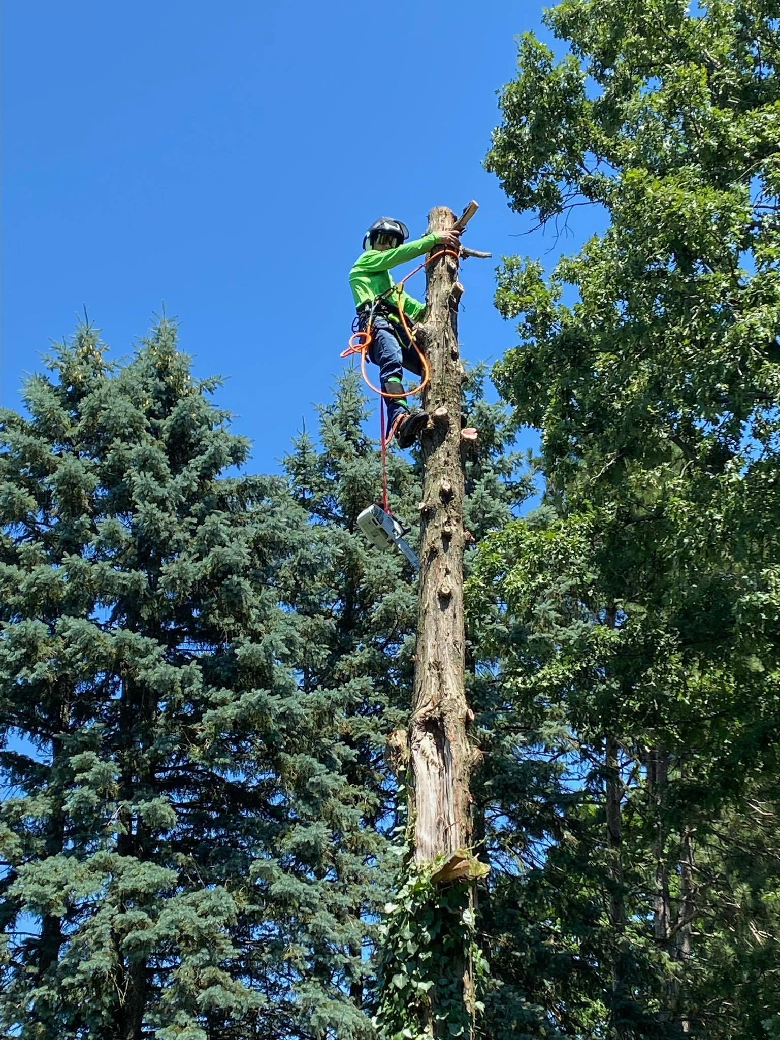 Arborist in green suit trimming a tall tree against a blue sky, surrounded by other trees.