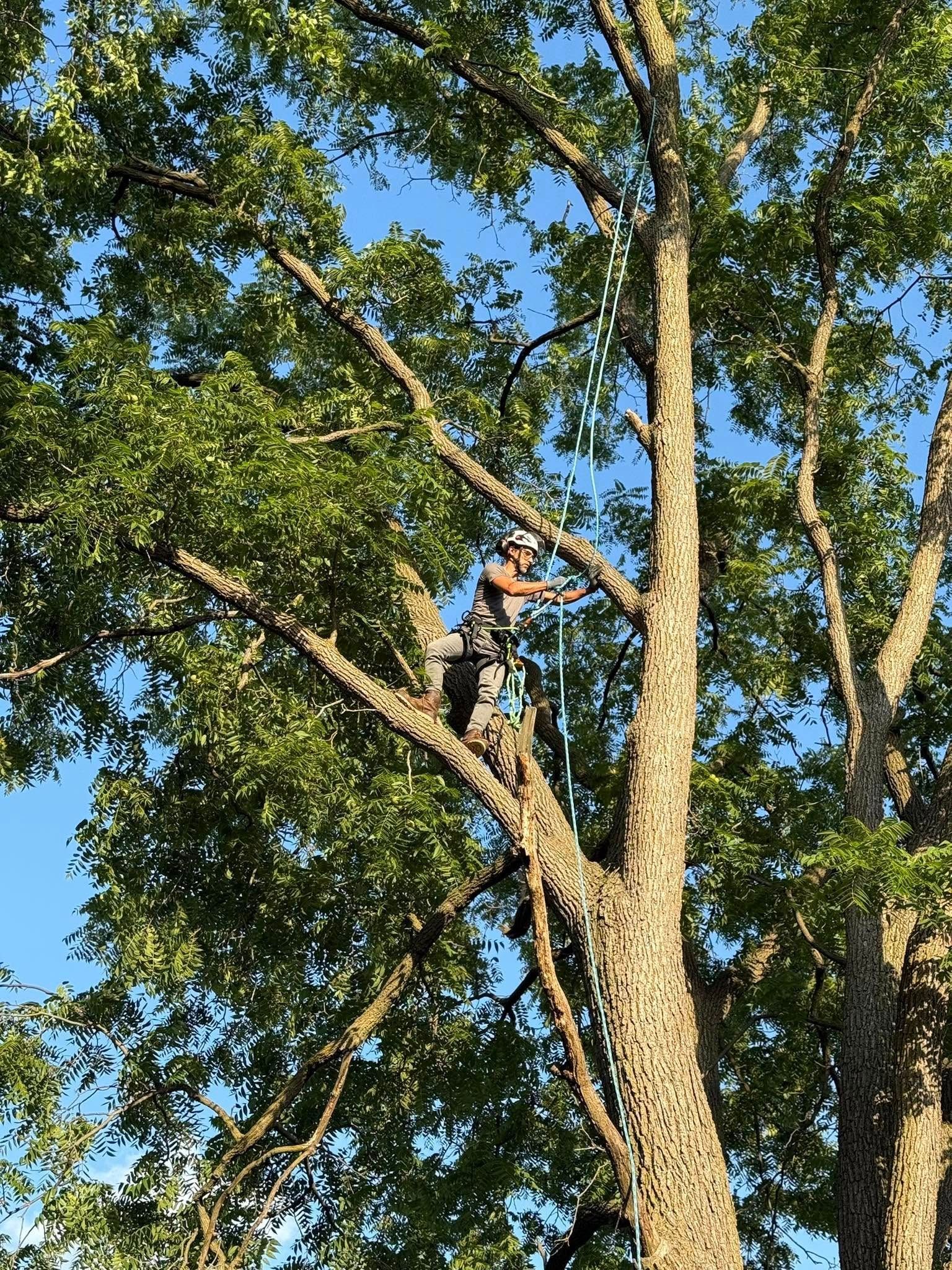 Person in safety harness trimming a tall tree with a chain saw. Blue sky and green leaves.