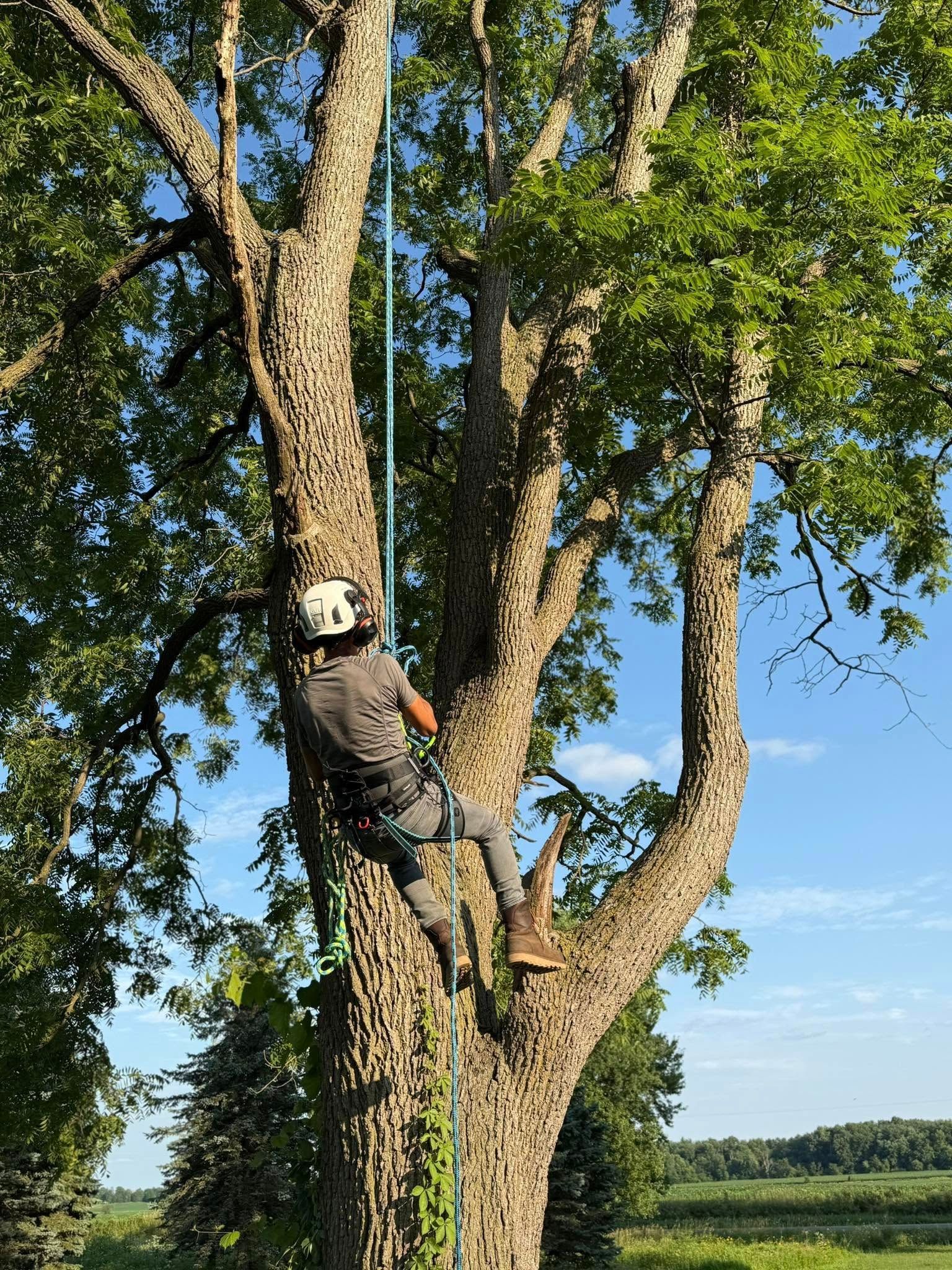 Arborist climbing a large tree, secured by a rope. Blue sky and green foliage in the background.