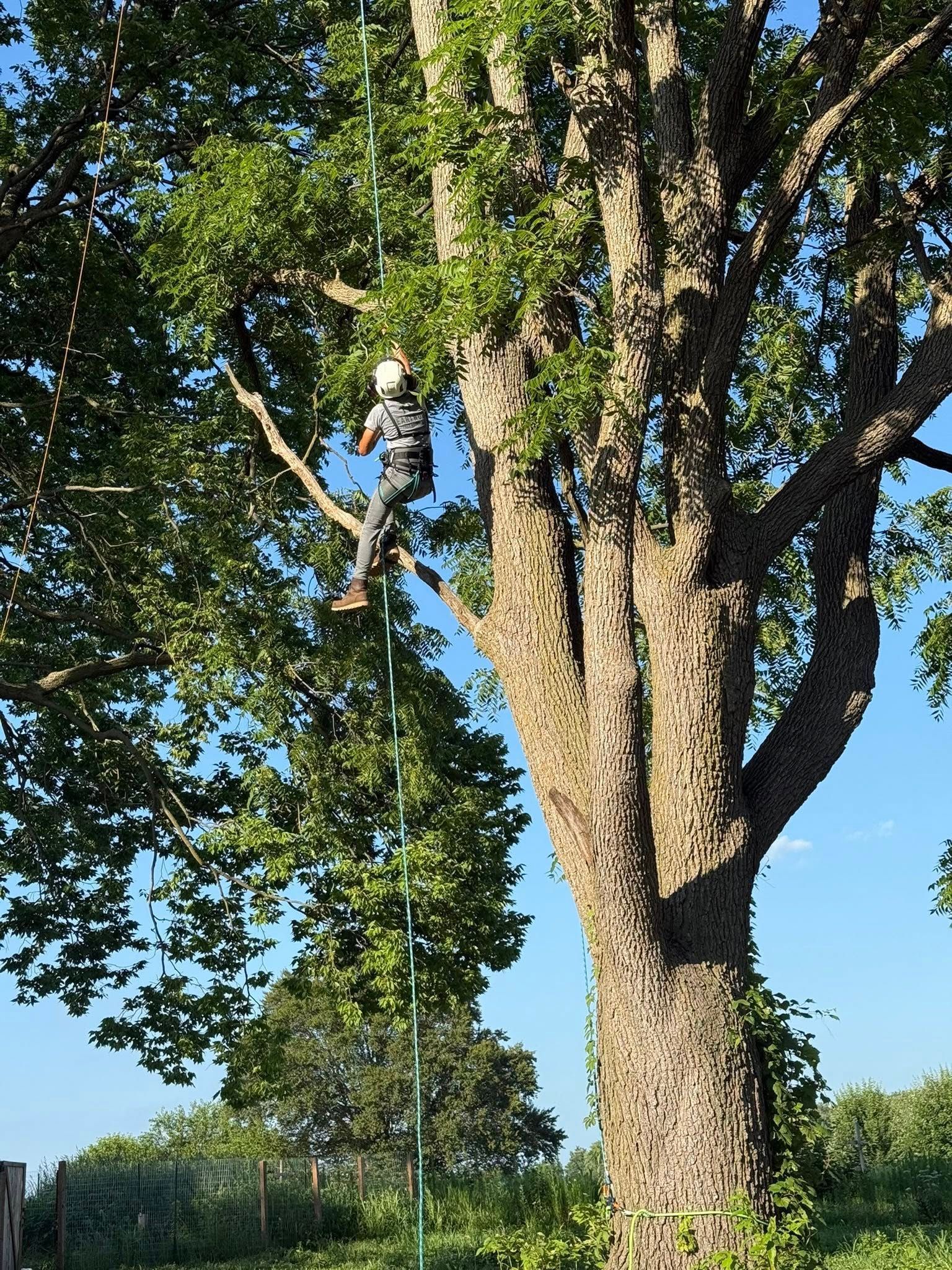 Person climbing a tree with a rope ladder. Green leaves and a blue sky in the background.