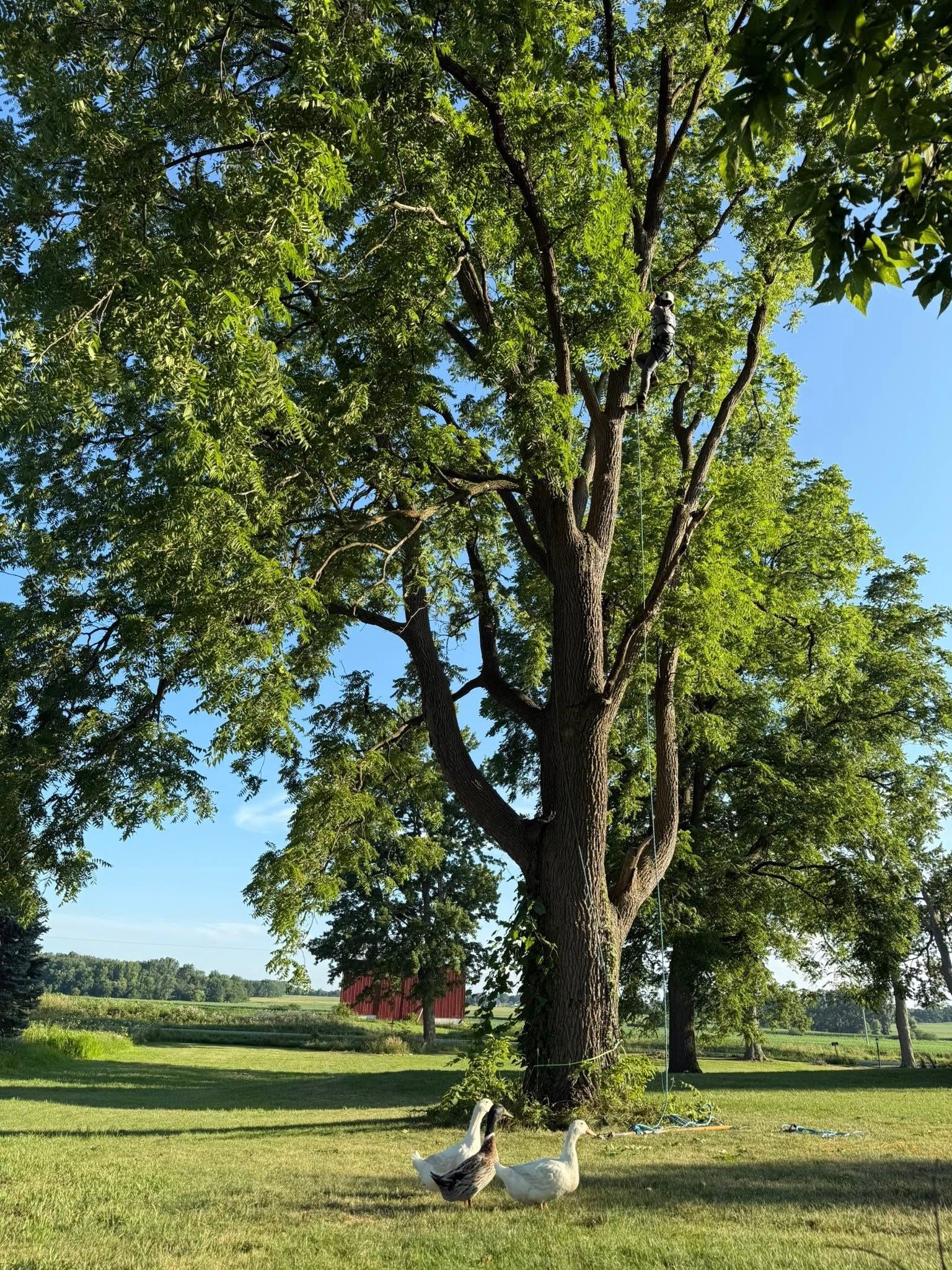 Two white geese rest in the shade of a large tree on a grassy lawn; a red building is in the background.