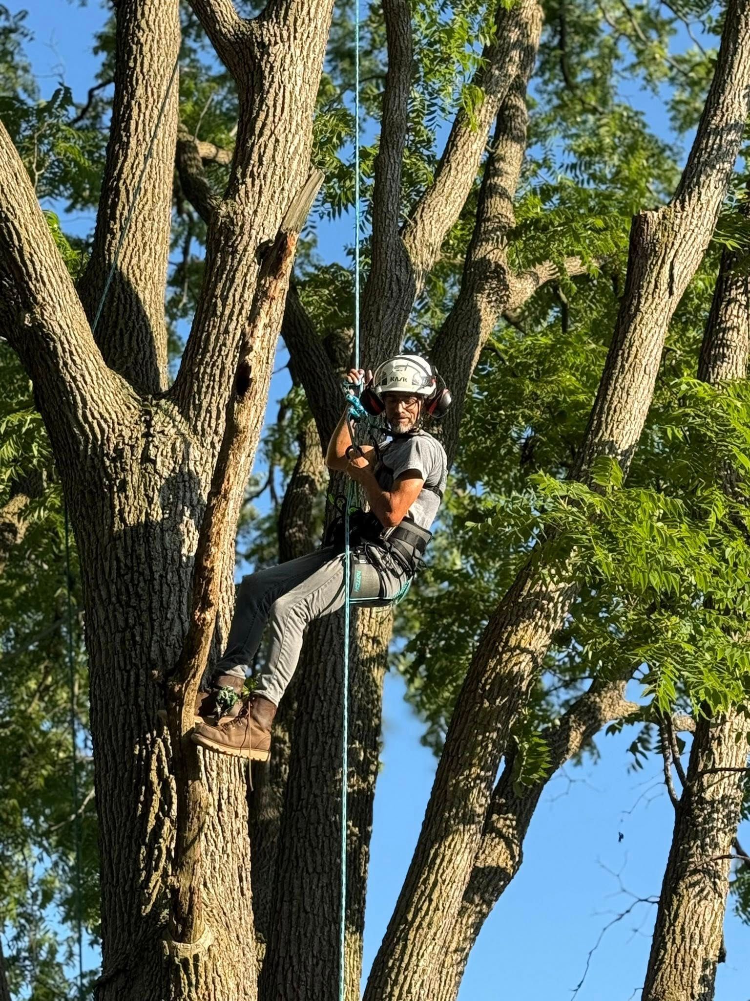 Arborist in safety gear, suspended from a rope in a tree with thick bark, working outdoors.