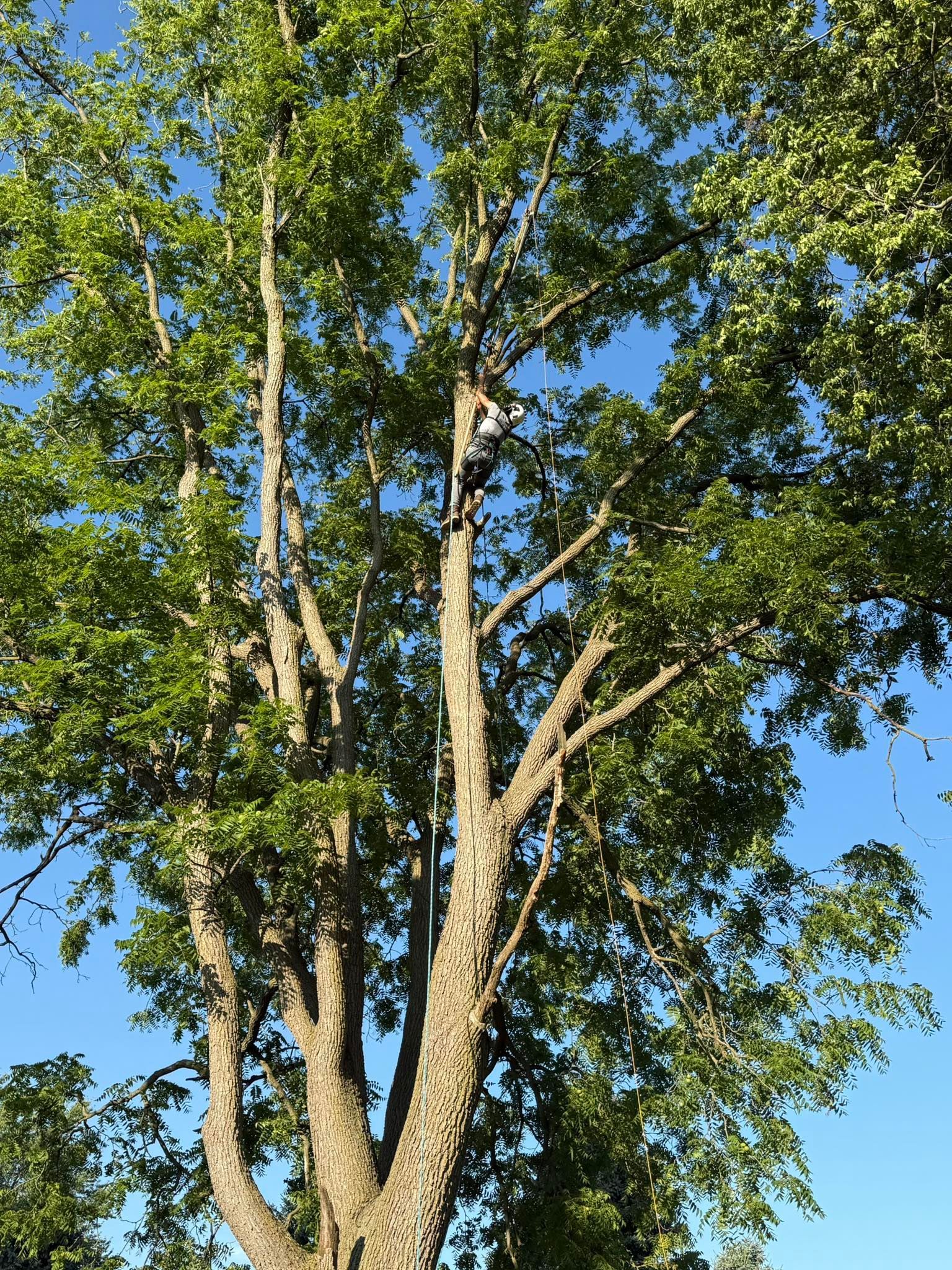 Tall tree with rough bark and green leaves against a blue sky.