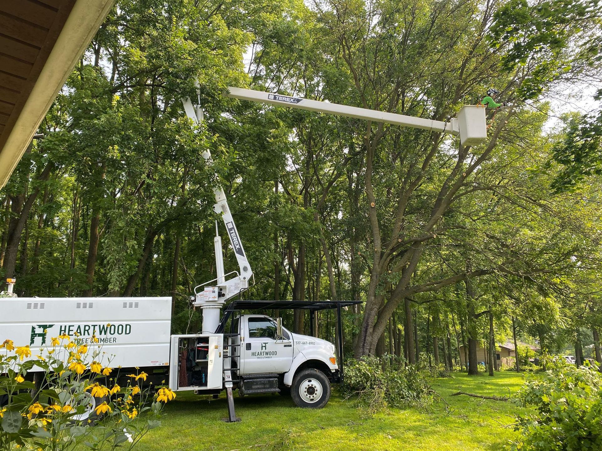 Tree service truck with lift arm extended into a large tree.