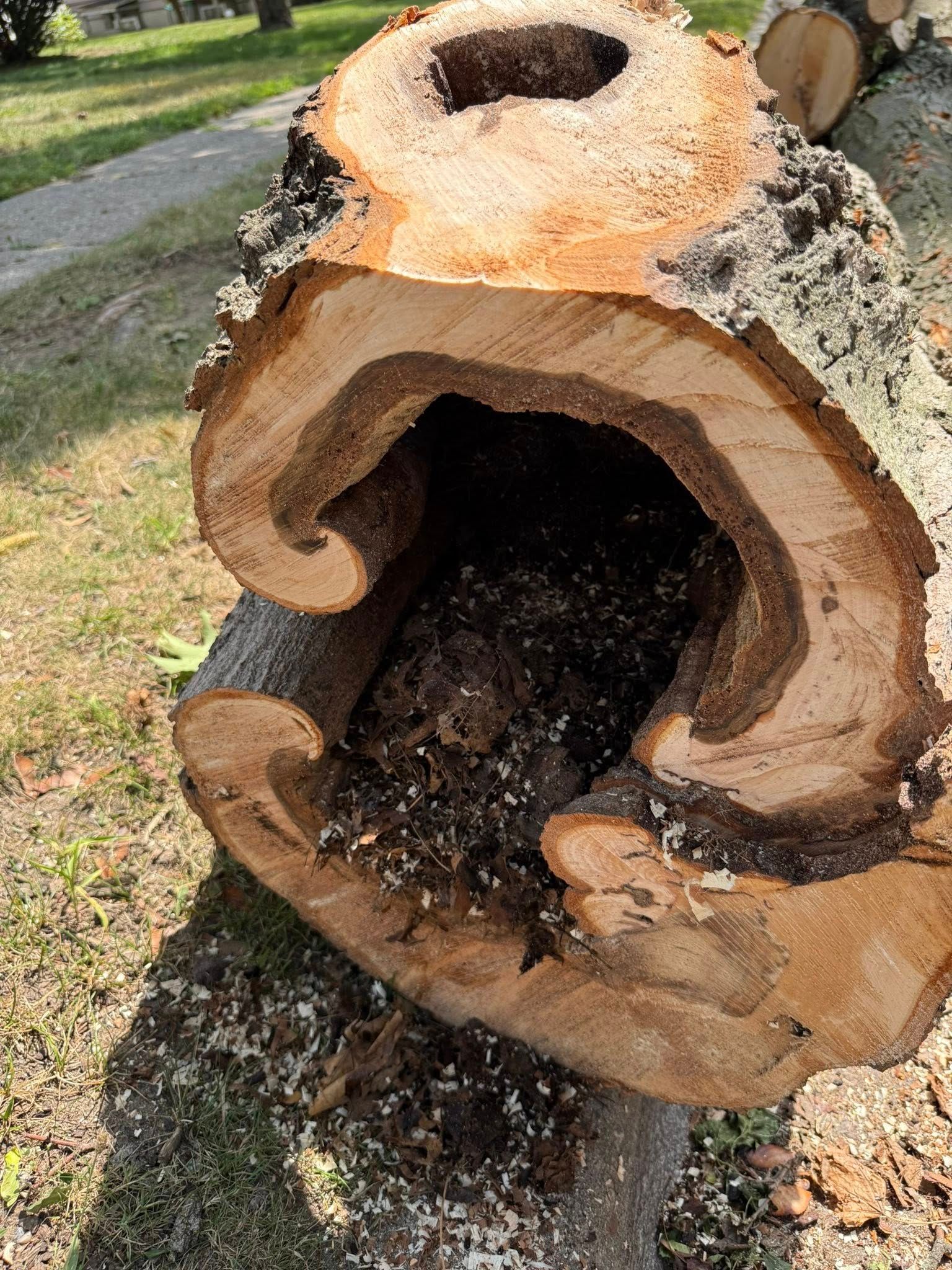 Cut tree trunk with large, hollowed interior and visible growth rings, lying on grass.