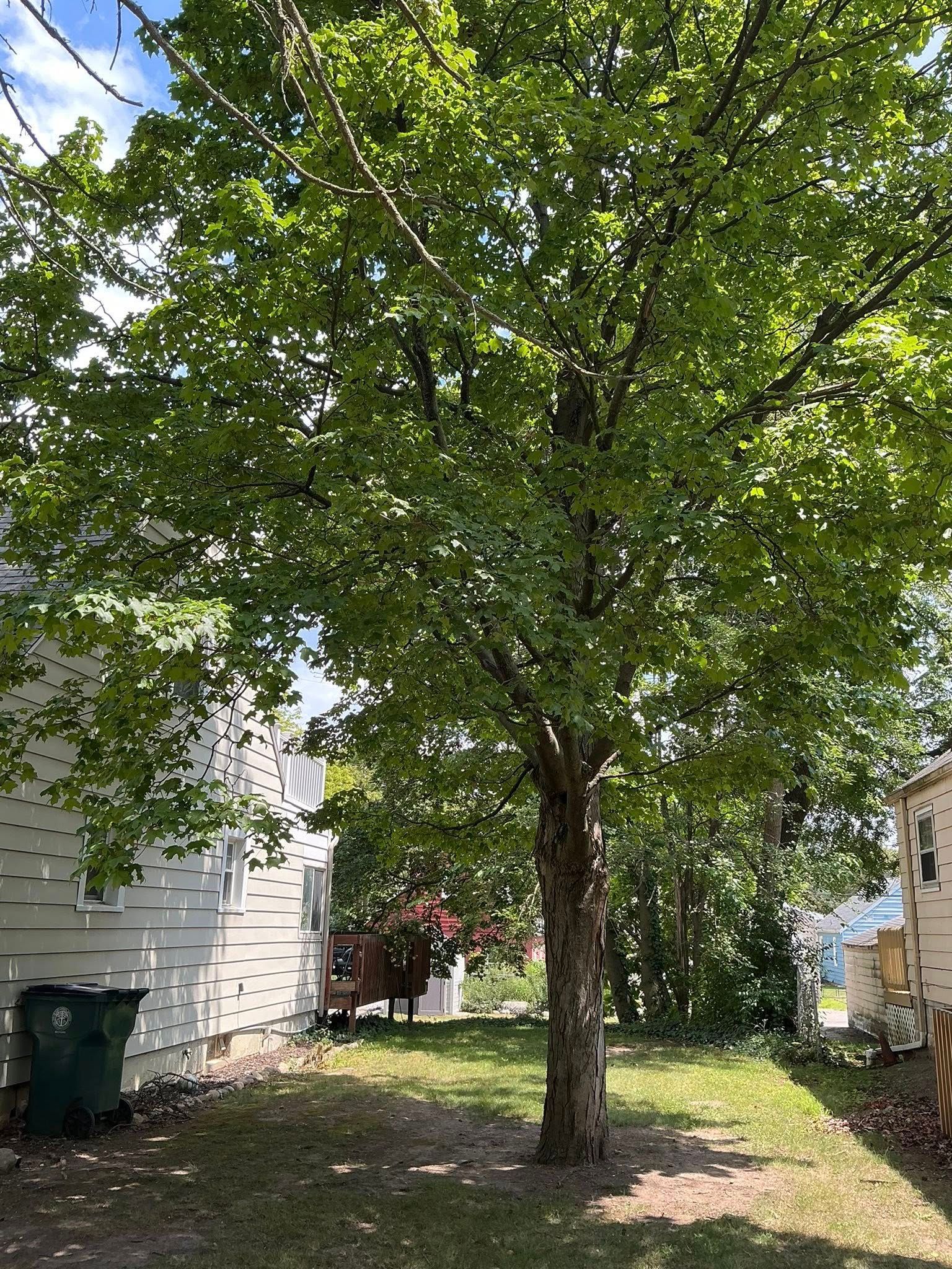 A leafy tree stands in a backyard between two buildings under a blue sky.