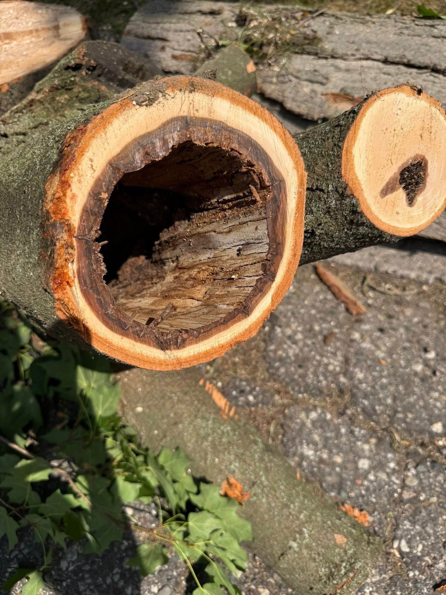 Cross-section of a tree trunk with a large hollow center, showing brown wood and a decaying interior.