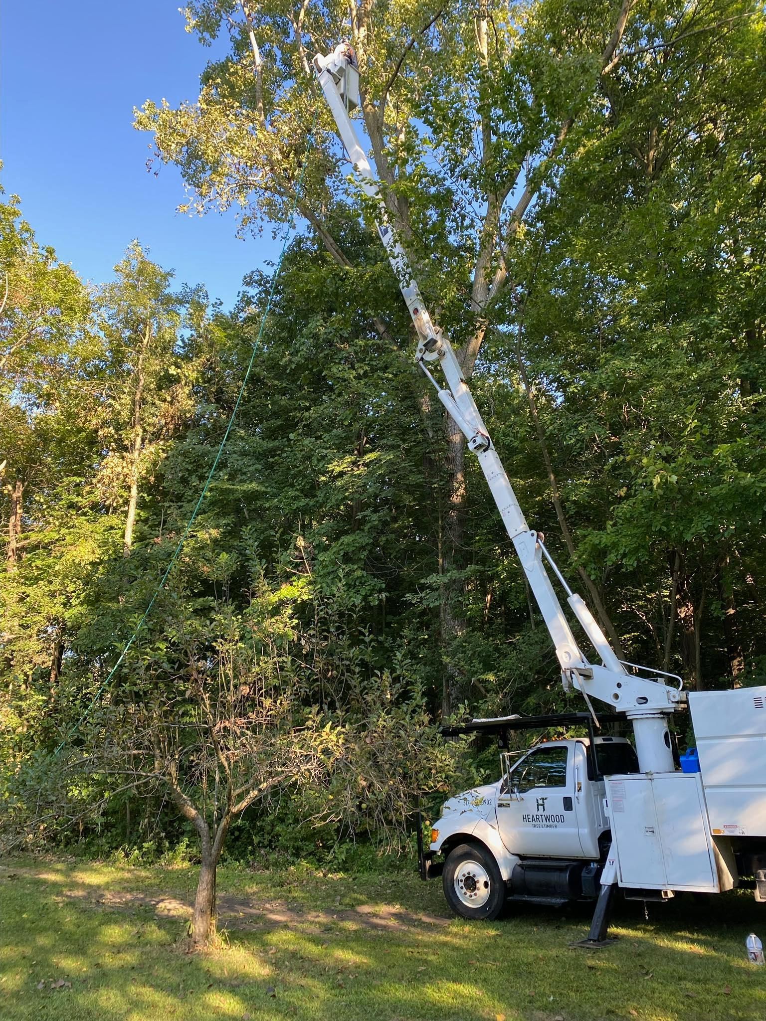 White truck with extended boom trimming a tall tree against a blue sky.