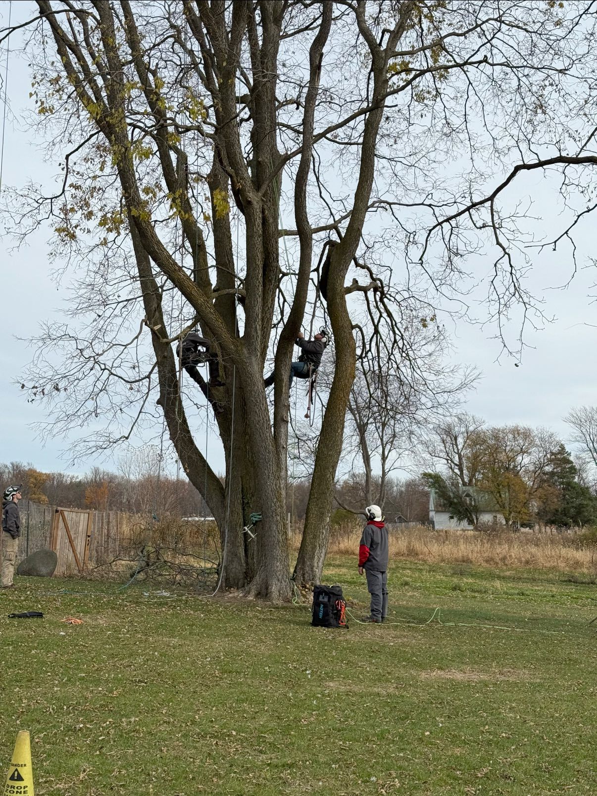 Two arborists pruning a large tree; one on the ground, two in the tree. Outdoors, cloudy sky.
