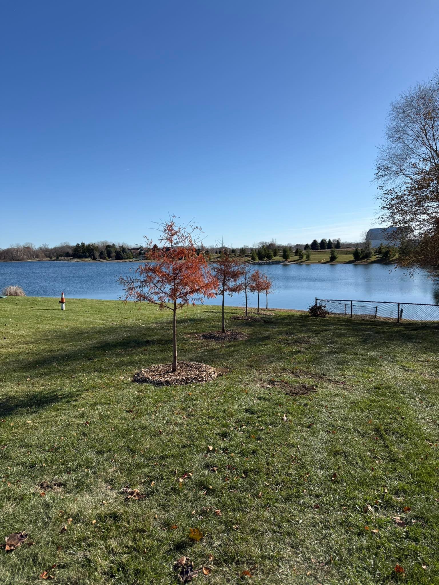 Trees with reddish leaves on a grassy bank overlooking a blue lake under a clear, bright sky.
