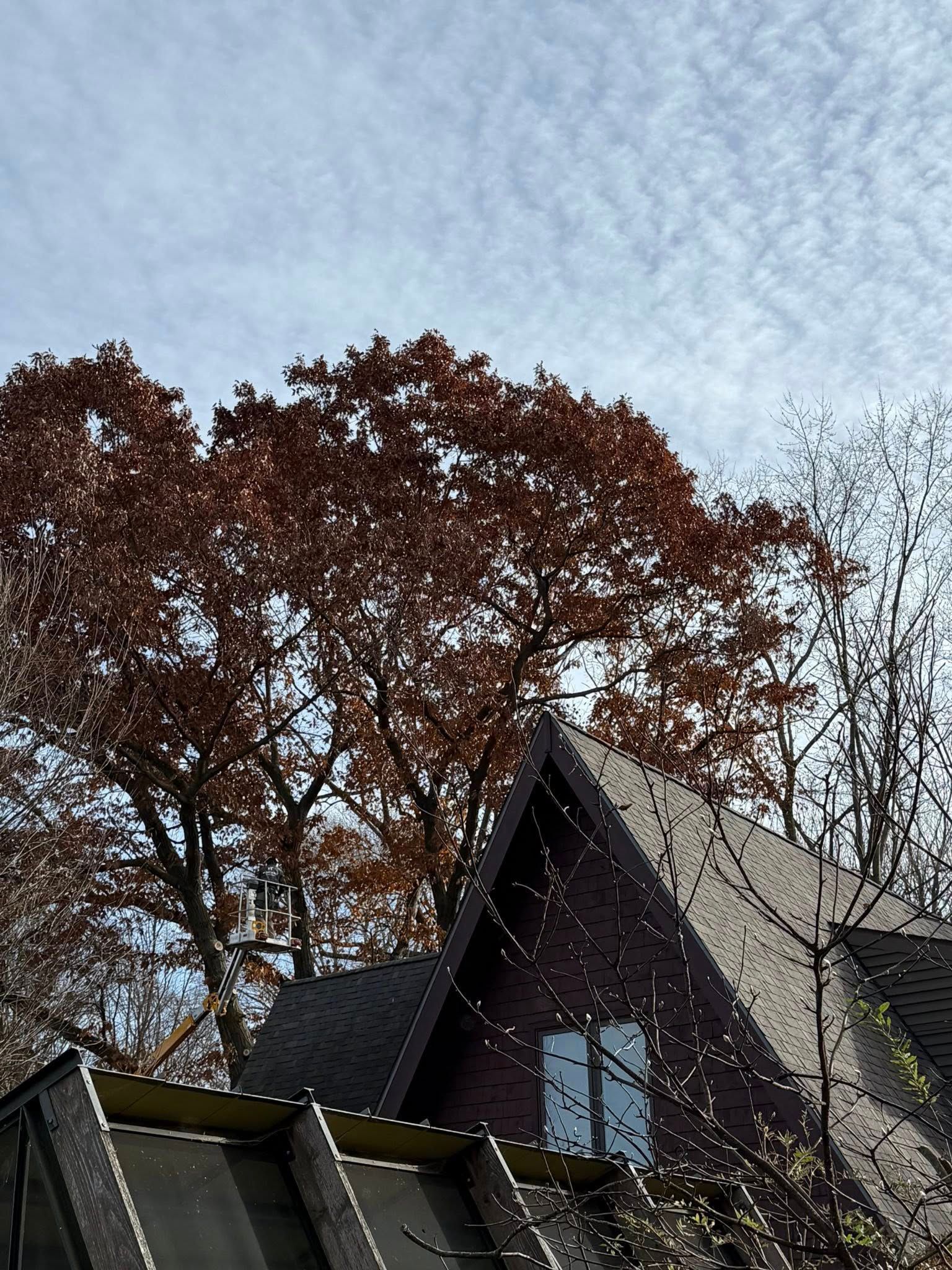A-frame house beneath a tree with reddish-brown leaves, against a cloudy sky.