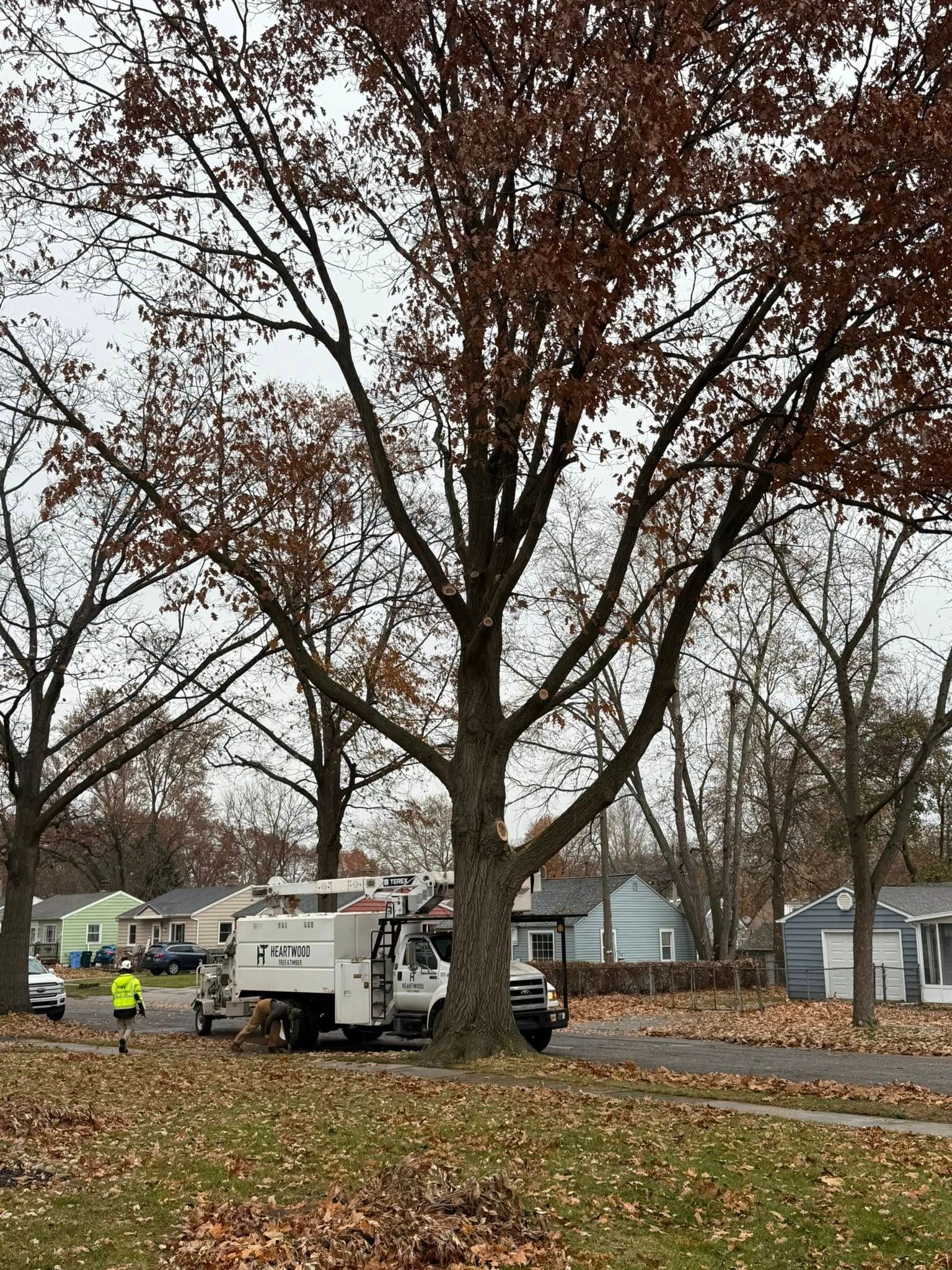A large tree with brown leaves, a tree service truck, and a worker in a yellow vest on a residential street.