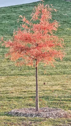Small tree with reddish-orange leaves, slender brown trunk, and a mulched base, on a grassy hill.