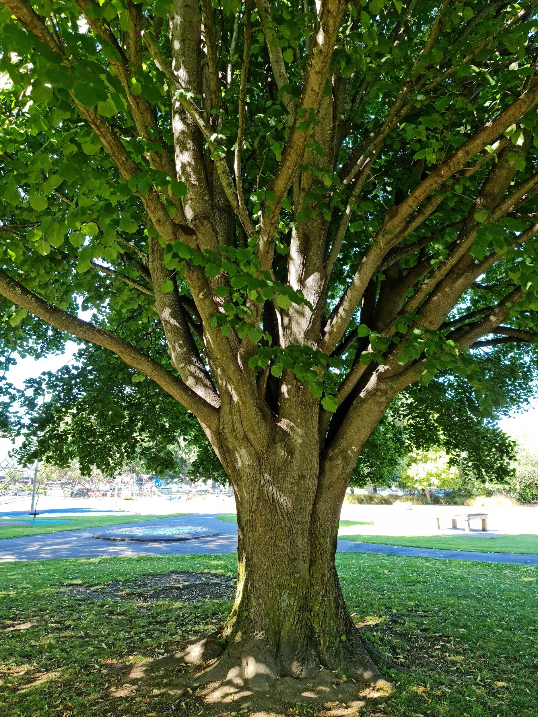 Large tree with thick trunk and many branches, green leaves, park background, sunny day.