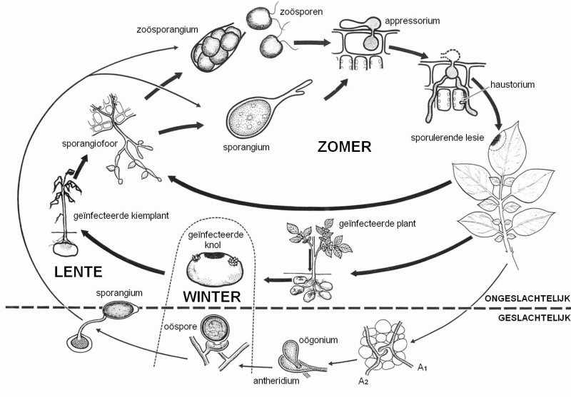 Seizoensgebonden levenscyclusdiagram van een insect met g