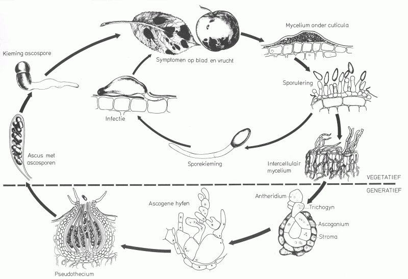 Diagram van de levenscyclus van een insect met gelabelde 