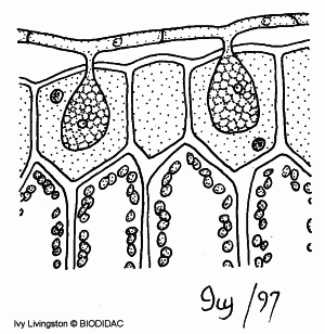 Zwart-wit diagram van een dwarsdoorsnede van een blad met huidmondjes en twee licht ovale structuren.