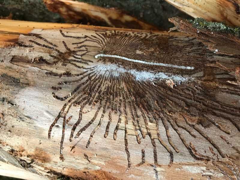 Close-up van een witte schimmel met donkere radiale filamenten die groeit op rottend hout.