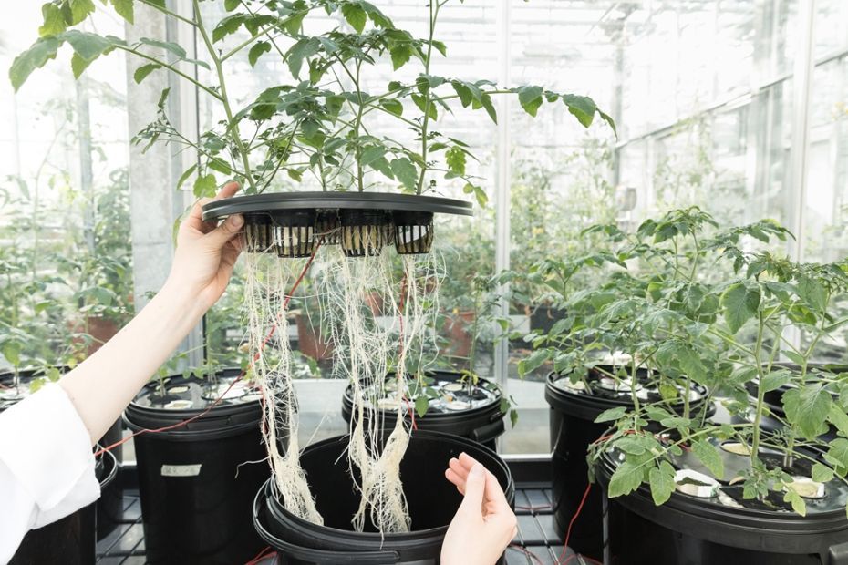 Handen houden een zwarte hydrocultuurbak vast met hangende wortels in een kas tussen potplanten.