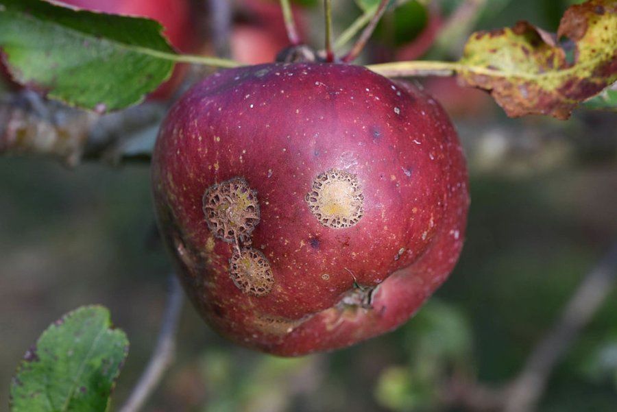 Een rode appel met bruine, schurftachtige vlekken hangt aan een tak, omringd door groene bladeren.