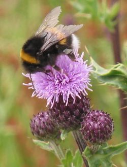 Hommel op een paarse distelbloem met een wazige groene achtergrond.