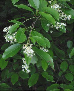 Groene, bladerrijke tak met trossen kleine witte bloemen tegen dicht blad.