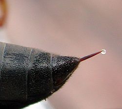 Close-up van een zwarte penpunt met een klein rood naaldje en een helder druppeltje aan het uiteinde.