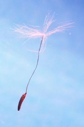 Een sterretje met een lange, sliert vuurwerk tegen een blauwe lucht.