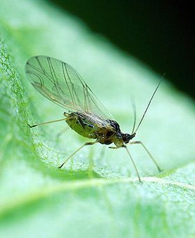 Klein gevleugeld insect met lange antennes, rustend op een groen blad.