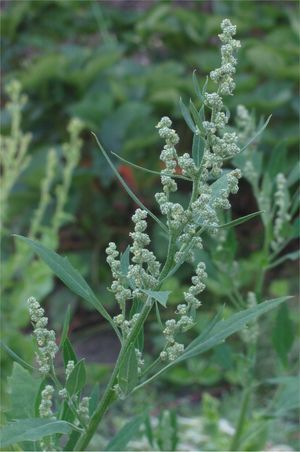 Close-up van een groene wilde plant met zaadhoofdjes in trossen in een grasveld.