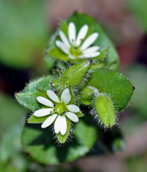 Close-up van twee kleine witte wilde bloemen met groene, harige blaadjes en knoppen.