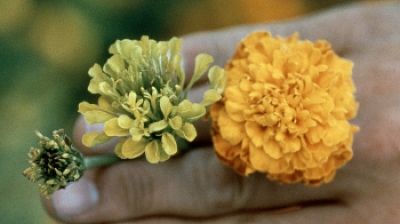 Drie kleine geelgroene bloemen rusten op een hand.