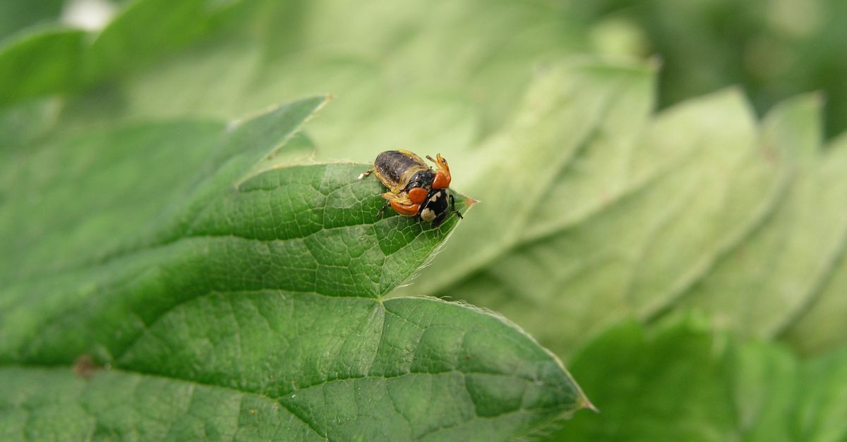 Klein oranje-zwart insect op een groen blad, close-up.