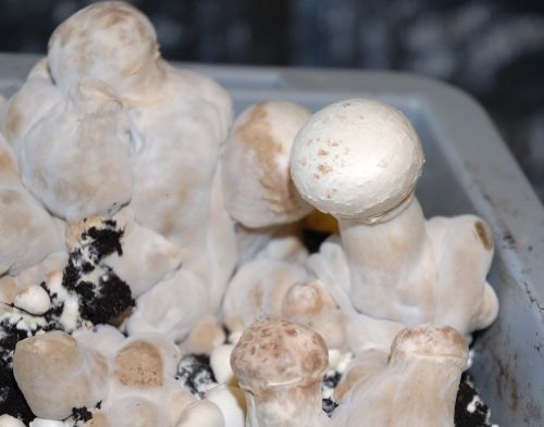 Een groepje lichtgekleurde paddenstoelen dat in aarde groeit in een plastic bakje.
