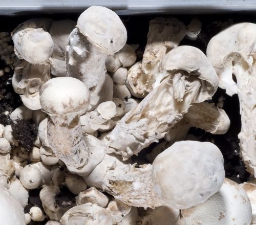 Een groepje witte paddenstoelen dat dicht bij elkaar groeit in donkere aarde.