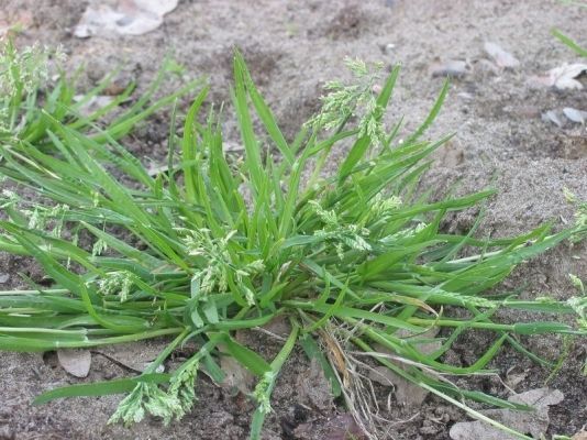 Groen onkruid dat in droge grond groeit, van dichtbij.
