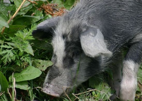 Zwart-wit varkentje dat buiten aan gras en bladeren snuffelt