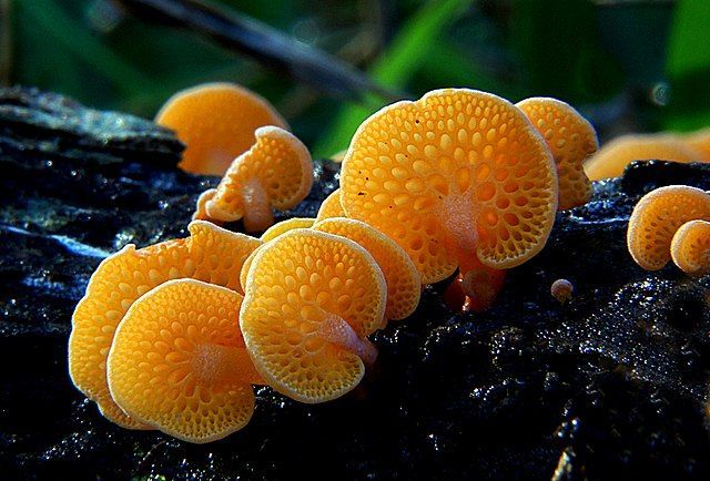 Feloranje paddenstoelen met een geribbelde hoed groeien op een donkere ondergrond.