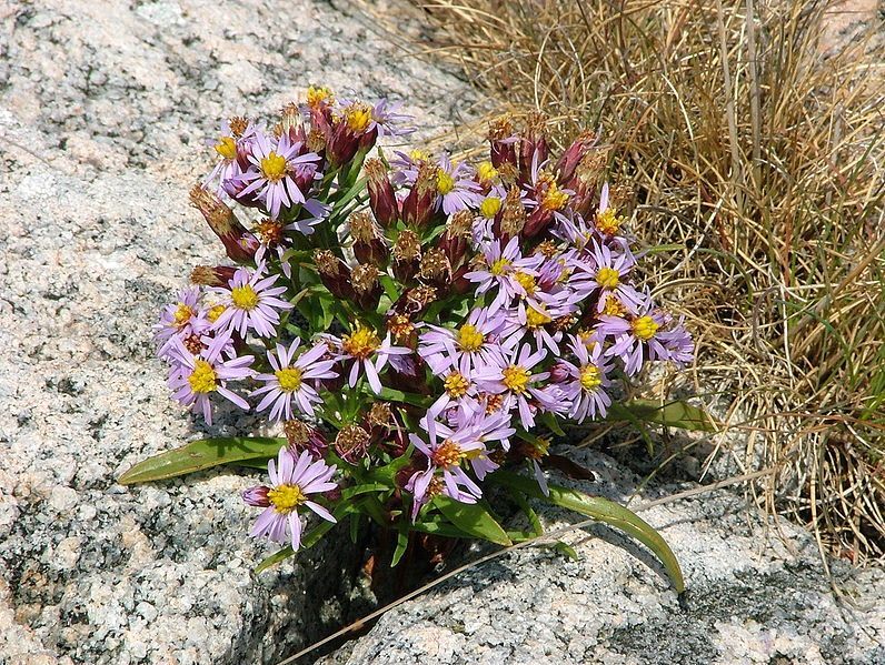 Een groepje kleine paarse wilde bloemen groeit tussen rotsen en droog gras.