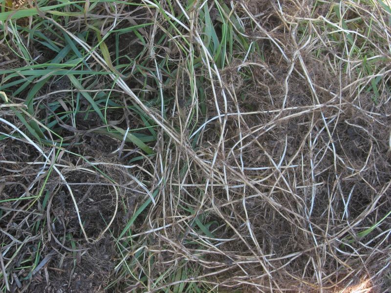 Close-up van verward, droog bruin en groen gras op de grond.