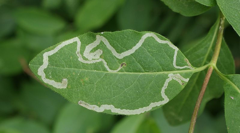 Groen blad met witte kronkelende lijntjes veroorzaakt door bladmineerders, tegen donkergroen blad.