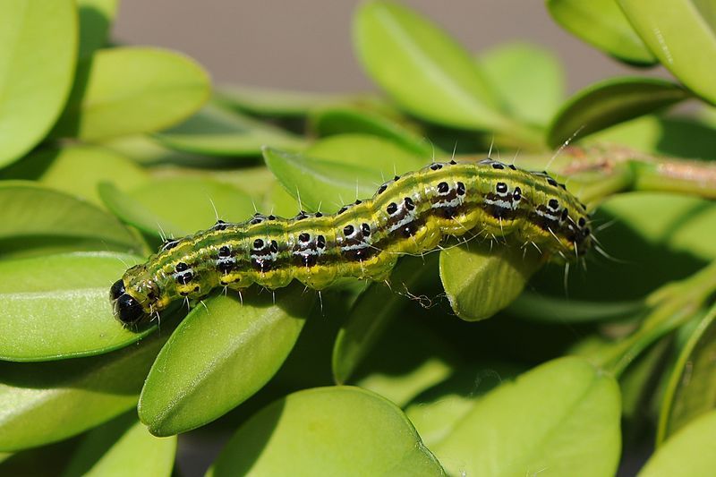 Groene rups kruipt over felgroene bladeren.