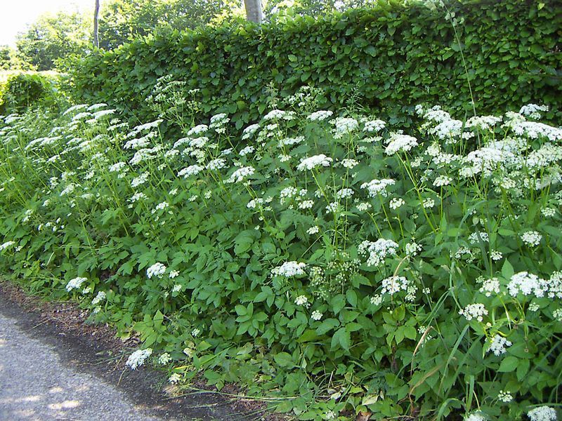 Langs een groene heg langs een pad bloeien witte wilde bloemen.