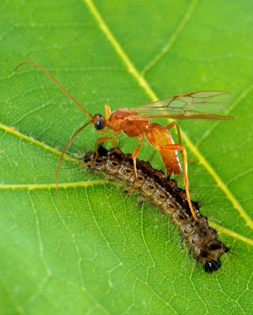 Een oranje wesp zit op een rups op een groen blad.