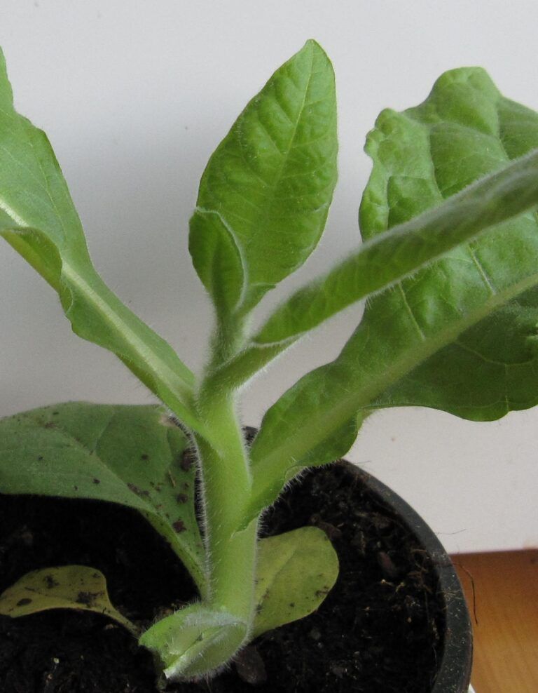 Jonge groene potplant met harige bladeren, groeiend in donkere aarde.