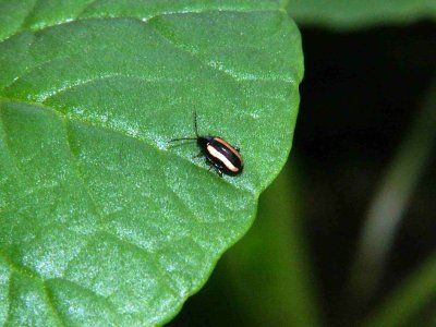Klein zwart-wit kevertje op een groen blad