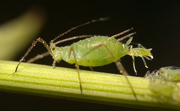 Groene bladluis op een plantenstengel, van dichtbij weergegeven.