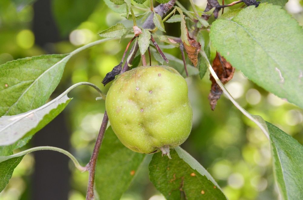 Groene appel hangend aan een boomtak tussen bladeren, met een wazige tuinachtergrond.