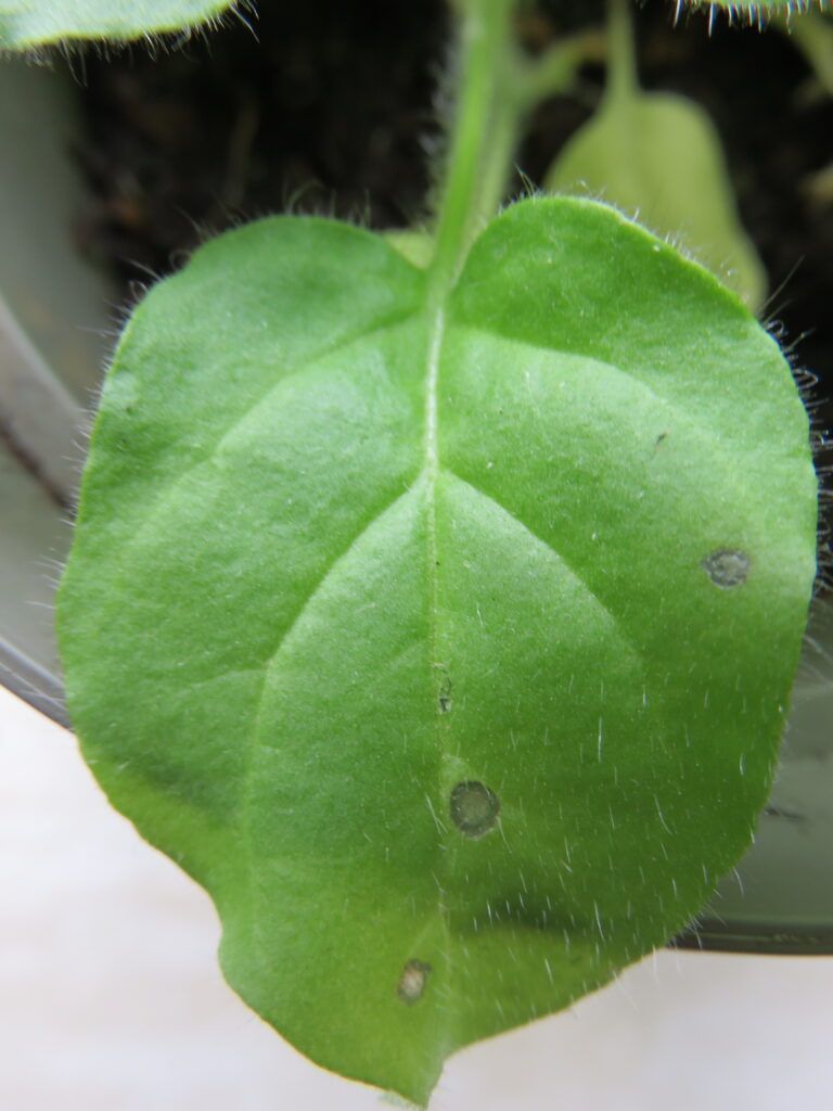 Close-up van een groen blad met kleine donkere vlekjes en een stengel tegen een wazige achtergrond.