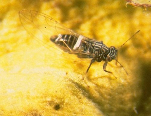 Klein zwart gestreept insect op een geel bloemblaadje